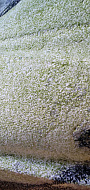 Ковер Меринос Рс-159864 Прямоугольник Зеленый, Серый, Черный